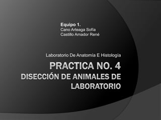 Practica no. 4disección de animales de laboratorio Laboratorio De Anatomía E Histología Equipo 1. Cano Arteaga Sofía Castillo Amador René 