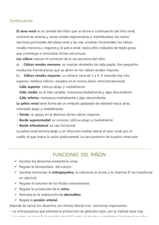 Diseccion de riñones | DOCX