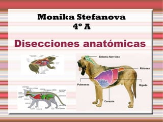 Monika Stefanova
4º A
Disecciones anatómicas
 