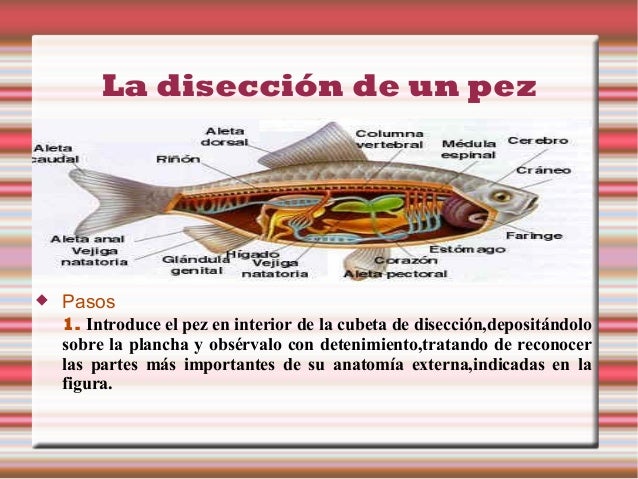 Disecciones monika