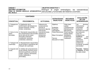 57
UNIDAD I:
SISTEMA LOCOMOTOR
TEMA 20: REGIÓN MÚSCULO APONEURÓTICA
DEL MUSLO.
OBJETIVO DIDÁCTICO 1:
Distinguir el origen embriológico, las características
estructurales y funcionales del Sistema Locomotor.
CONTENIDO
ESTRATEGIAS
DIDÁCTICAS
RECURSOS
DIDÁCTICOS
EVALUACIÓN
DE LOS
APRENDIZAJESCONCEPTUAL PROCEDIMENTAL ACTITUDINAL
3. Triángulo de
Scarpa.
4. Vaina d e los
vasos
femorales.
5. Triángulo del
cuadriceps.
6. Irrigación del
muslo.
3. Explicación de la
conformación del triángulo de
Scarpa (situación, formas,
límites, contenidos).
4. Descripción esquemática de
las características estructurales
de la vaina de los vasos
femorales (extensión,
constitución, porciones,
contenidos, extremos)
5. Representación esquemática
de los límites e importancia del
triángulo del cuadriceps.
6. Análisis del comportamiento
de las arterias: femoral común,
femoral superficial y profunda
(origen, trayecto, terminación,
ramas colaterales y
terminales).
Inferencia de
consecuencias
clínicas al
lesionarse algunas
estructuras
vasculonerviosas,
basados en
situaciones
hipotéticas.
Objetivos
Analogías,
Preguntas
Intercaladas,
Pistas Discursivas
Mapa Conceptual
Técnica:
Discusión en clase
Video been
Laptop
Transparencias,
Retroproyector,
Marcadores,
Pizarra acrílica
Piezas Óseas
Modelados
Anatómicos
Cadáveres
Las técnicas,
instrumentos y
actividades de
evaluación se
describen en el plan
de evaluación.
Tipos de
Evaluaciones:
Continua: que
incluyen quices,
seminarios,
disecciones
anatómicas y
sumativas (pruebas
semanales)
Parciales Teórico
y Práctico: Al final
de cada unidad
 