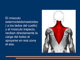 El músculo 
esternocleidomastoideo 
( a los lados del cuello) 
y el músculo trapecio, 
reciben directamente la 
carga del bolso al 
apoyarse en esa zona 
el asa. 
 