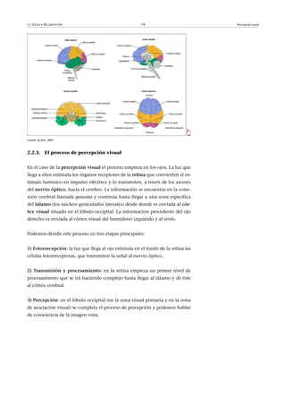 CC-BY-SA • PID_00191345 14 Percepción visual
Fuente: Acarín, 2001
2.2.3. El proceso de percepción visual
En el caso de la percepción�visual el proceso empieza en los ojos. La luz que
llega a ellos estimula los órganos receptores de la retina que convierten el es-
tímulo lumínico en impulso eléctrico y lo transmiten, a través de los axones
del nervio�óptico, hacia el cerebro. La información se encuentra en la cone-
xión cerebral llamada quiasma y continúa hasta llegar a una zona específica
del tálamo (los núcleos geniculados laterales) desde donde es enviada al cór-
tex�visual situado en el lóbulo occipital. La información procedente del ojo
derecho es enviada al córtex visual del hemisferio izquierdo y al revés.
Podemos dividir este proceso en tres etapas principales:
1)�Fotorrecepción: la luz que llega al ojo estimula en el fondo de la retina las
células fotorreceptoras, que transmiten la señal al nervio óptico.
2)�Transmisión�y�procesamiento: en la retina empieza un primer nivel de
procesamiento que se irá haciendo complejo hasta llegar al tálamo y de éste
al córtex cerebral.
3)�Percepción: en el lóbulo occipital (en la zona visual primaria y en la zona
de asociación visual) se completa el proceso de percepción y podemos hablar
de consciencia de la imagen vista.
 
