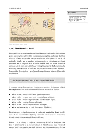 CC-BY-SA • PID_00191345 15 Percepción visual
Proceso de transmisión neural de la visión
2.2.4. Áreas del córtex visual
La información de impulsos electroquímicos simples transmitida inicialmente
por el nervio óptico se diversifica en formas más complejas al alcanzar el córtex
cerebral. En éste, se produce un fraccionamiento de la detección inicial en
estímulos simples que se asocian, posteriormente, en estructuras superiores
mediadas por el conjunto de la actividad mental. Más allá de los estímulos
exteriores, de la mera recepción física, ver implica una actividad intelectiva, la
relación y estructuración de los datos perceptuales con estructuras mentales,
la capacidad de organizar y configurar la escenificación estable del espacio
circundante.
Cada paso representa un nivel de "conceptualización visual".
A partir de la experimentación se han descrito seis áreas distintas del córtex
visual�primario que intervienen en la detección visual de un objeto:
• V1: se recibe y procesa una visión general del objeto.
• V2: se recibe y procesa una visión estereoscópica del objeto.
• V3: se recibe y procesa la profundidad y distancia del objeto.
• V4: se recibe y procesa el color del objeto.
• V5: se recibe y procesa el movimiento del objeto.
• V6: se acaba de perfilar la posición absoluta del objeto.
Estas seis áreas envían información al córtex�de�asociación�visual, donde
se asocia con información subjetiva y emocional obteniendo una percepción
consciente del objeto y otorgándole significado.
El área V1 es la primera en recibir el estímulo que después se distribuye. Esta
área es también una de las más estudiadas. Se ha visto que a cada punto del
campo visual externo le corresponde un punto (un grupo de neuronas) de esta
Ved también
Encontraréis más información
sobre la recepción de la luz en
la retina en el apartado "Per-
cepción del color".
 