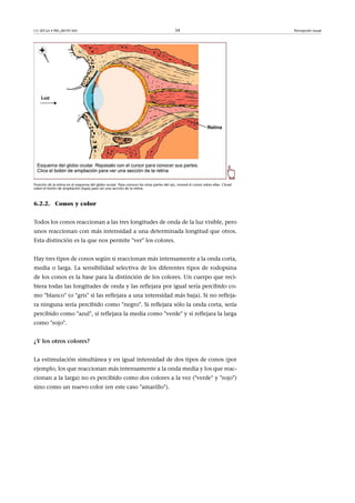 CC-BY-SA • PID_00191345 54 Percepción visual
Posición de la retina en el esquema del globo ocular. Para conocer las otras partes del ojo, moved el cursor sobre ellas. Clicad
sobre el botón de ampliación (lupa) para ver una sección de la retina.
6.2.2. Conos y color
Todos los conos reaccionan a las tres longitudes de onda de la luz visible, pero
unos reaccionan con más intensidad a una determinada longitud que otros.
Esta distinción es la que nos permite "ver" los colores.
Hay tres tipos de conos según si reaccionan más intensamente a la onda corta,
media o larga. La sensibilidad selectiva de los diferentes tipos de rodopsina
de los conos es la base para la distinción de los colores. Un cuerpo que reci-
biera todas las longitudes de onda y las reflejara por igual sería percibido co-
mo "blanco" (o "gris" si las reflejara a una intensidad más baja). Si no refleja-
ra ninguna sería percibido como "negro". Si reflejara sólo la onda corta, sería
percibido como "azul", si reflejara la media como "verde" y si reflejara la larga
como "rojo".
¿Y�los�otros�colores?
La estimulación simultánea y en igual intensidad de dos tipos de conos (por
ejemplo, los que reaccionan más intensamente a la onda media y los que reac-
cionan a la larga) no es percibido como dos colores a la vez ("verde" y "rojo")
sino como un nuevo color (en este caso "amarillo").
 