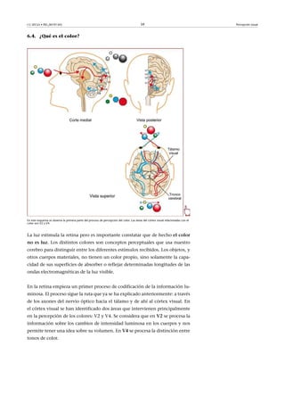 CC-BY-SA • PID_00191345 59 Percepción visual
6.4. ¿Qué es el color?
En este esquema se observa la primera parte del proceso de percepción del color. Las áreas del córtex visual relacionadas con el
color son V2 y V4.
La luz estimula la retina pero es importante constatar que de hecho el�color
no�es�luz. Los distintos colores son conceptos perceptuales que usa nuestro
cerebro para distinguir entre los diferentes estímulos recibidos. Los objetos, y
otros cuerpos materiales, no tienen un color propio, sino solamente la capa-
cidad de sus superficies de absorber o reflejar determinadas longitudes de las
ondas electromagnéticas de la luz visible.
En la retina empieza un primer proceso de codificación de la información lu-
minosa. El proceso sigue la ruta que ya se ha explicado anteriormente: a través
de los axones del nervio óptico hacia el tálamo y de ahí al córtex visual. En
el córtex visual se han identificado dos áreas que intervienen principalmente
en la percepción de los colores: V2 y V4. Se considera que en V2 se procesa la
información sobre los cambios de intensidad luminosa en los cuerpos y nos
permite tener una idea sobre su volumen. En V4 se procesa la distinción entre
tonos de color.
 