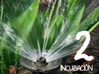 2INCUBACIÓN
 