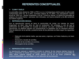 REFERENTES CONCEPTUALES.
   CLIMA Y SUELO
La granadilla crece desde los 1500 a 2700 m.s.n.m, la temperatura óptima para el cultivo está
comprendida entre los 16 a 24ºC, humedad relativa de 75 a85%, una precipitación mínima
anual de 1500 mm., vientos moderados y de 5a 7 horas luz diarias. La planta de granadilla se
adapta a los suelos franco - arenosos, bien drenados, con buena aireación y de alto contenido
de materia orgánica.
   REPRODUCCIÓN SEXUAL.
Con la reproducción sexual se tiene la oportunidad de contar con plantas de mayor
longevidad, es decir más años de vida en producción. Sin embargo, a raíz de que la
polinización de la granadilla es cruzada se produce una gran variabilidad en el material
reproducido, se obtienen plantas con características no deseadas que es necesario eliminar.
Para la obtención de la semilla y posteriormente de las plántulas se debe seguir los siguientes
pasos:

     Selección de la planta madre, que sea sana y vigorosa, con frutos maduros y en buen
      estado.
     Extracción y lavado de semillas.
     Secado de las semillas a la sombra.
     Almacigado de las semillas.


   REPRODUCCIÓN ASEXUAL.
La reproducción asexual o vegetativa consiste en obtener de las mejores plantas trozos de
tallos y sembrarlos en bolsas que contengan un buen sustrato. En el caso de la granadilla se
debe utilizar material vegetal de varias plantas con el fin de evitar problemas de
autoincompatibilidad, que se reflejen en una reducción de la producción.
 