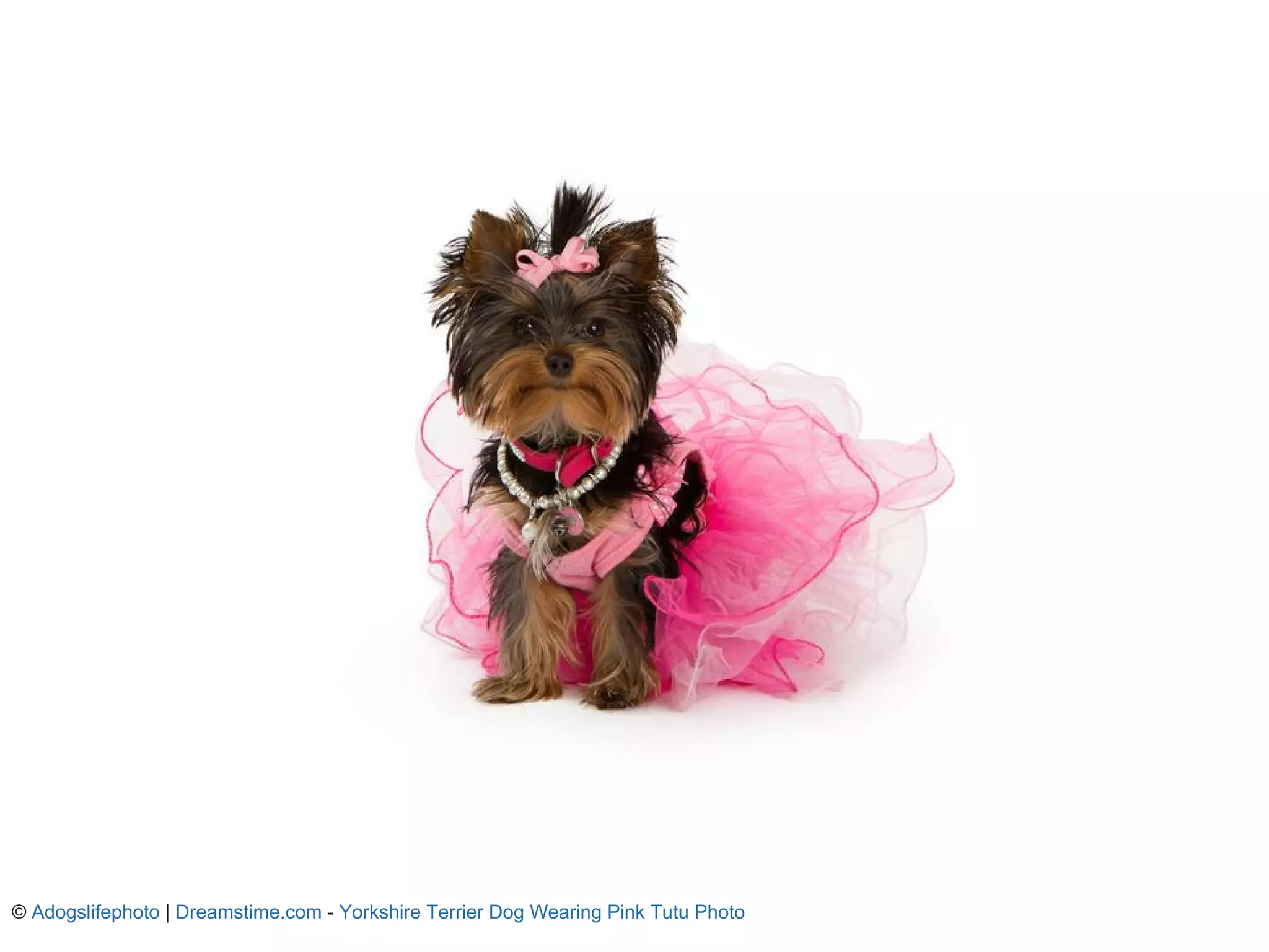 © Adogslifephoto | Dreamstime.com - Yorkshire Terrier Dog Wearing Pink Tutu Photo 
 