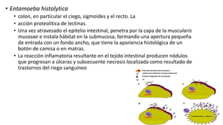• Entamoeba histolytica
• colon, en particular el ciego, sigmoides y el recto. La
• acción proteolítica de lectinas.
• Una vez atravesado el epitelio intestinal, penetra por la capa de la muscularis
mucosae e instala hábitat en la submucosa, formando una apertura pequeña
de entrada con un fondo ancho, que tiene la apariencia histológica de un
botón de camisa o en matraz.
• La reacción inflamatoria resultante en el tejido intestinal producen nódulos
que progresan a úlceras y subsecuente necrosis localizada como resultado de
trastornos del riego sanguíneo
 