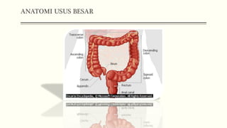 ANATOMI USUS BESAR
 