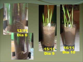 12/11 Día 6 15/11 Día 9 16/11 Día 10 