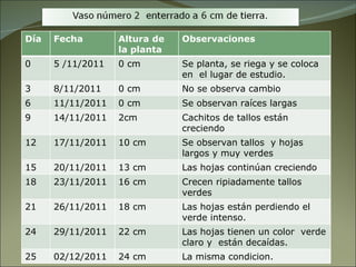 Día Fecha Altura de la planta Observaciones 0 5 /11/2011 0 cm Se planta, se riega y se coloca en  el lugar de estudio. 3 8/11/2011 0 cm  No se observa cambio 6 11/11/2011 0 cm Se observan raíces largas 9 14/11/2011 2cm Cachitos de tallos están creciendo 12 17/11/2011 10 cm Se observan tallos  y hojas largos y muy verdes 15 20/11/2011 13 cm Las hojas continúan creciendo 18 23/11/2011 16 cm Crecen ripiadamente tallos verdes 21 26/11/2011 18 cm Las hojas están perdiendo el verde intenso. 24 29/11/2011 22 cm Las hojas tienen un color  verde claro y  están decaídas. 25 02/12/2011 24 cm La misma condicion. 
