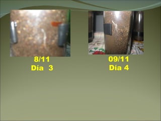 09/11 Día 4 8/11 Día  3 