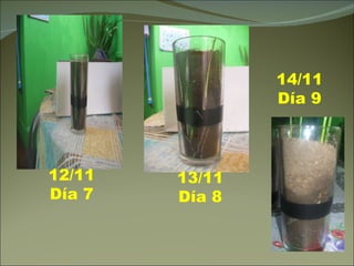 12/11 Día 7 13/11 Día 8 14/11 Día 9 