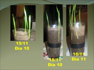 16/11 Día 11 15/11 Día 10 15/11 Día 10 