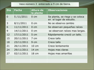 Día Fecha Altura de la planta Observaciones 0 5 /11/2011 0 cm Se planta, se riega y se coloca en  el lugar de estudio. 3 8/11/2011 0 cm No se observa cambio 6 11/11/2011 0 cm Se observan pequeñas raíces 9 14/11/2011 0 cm se observan raíces mas largas. 12 17/11/2011 5 cm Rápidamente creció un tallo. 15 20/11/2011 7 cm Crece tallo  18 23/11/2011 9 cm Crece tallo 21 26/11/2011 10 cm Crece lentamente 24 29/11/2011 14 cm Hojas mas claras 27 02/11/2011 18 cm Hojas mas amarillas 