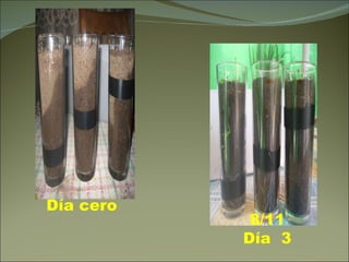 Día cero 8/11 Día  3 