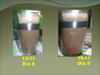 14/11 Día 9 13/11 Día 8 