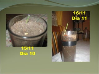 15/11 Día 10 16/11 Día 11 