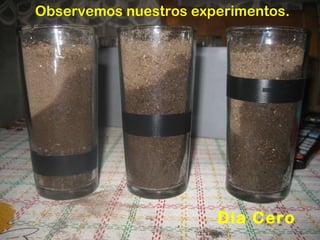 Observemos nuestros experimentos. Día Cero 