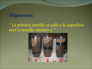 Hipótesis: “  La primera semilla en salir a la superficie  será la semilla número 3  ” 1 2 3 
