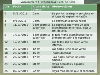 Día Fecha Altura de la planta Observaciones 0 5 /11/2011 0 cm Se planta, se riega y se coloca en  el lugar de experimentación 3 8/11/2011 0 cm. Se observan algunas raíces 6 11/11/2011 2 cm sobre la superficie Se observa que viene un tallo asomándose en el vaso, esta 2 cm. de alto. 9 14/11/2011 6 cm sobre la superficie El tallo viene asomándose fue el primero en salir a la superficie 12 17/11/2011 10 cm  Los tallos son de color verde intenso. 15 20/12/2011 12 cm Las hojas tiene color verde 18 23/12/2011 15 cm hojas decaídas 21 26/12/2011 17 cm Las hojas  toman un color amarillo 24 29/12/2011 20 cm Hojas decaídas y algunas amarillas. 25 02/12/2011 22 cm Hojas mas claras que al comienzo. 