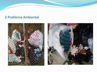 2 Problema Ambiental
 