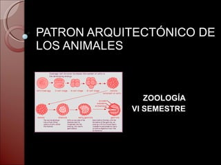 PATRON ARQUITECTÓNICO DE LOS ANIMALES ZOOLOGÍA VI SEMESTRE 