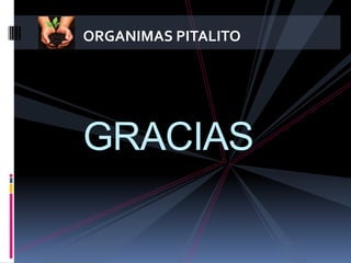 ORGANIMAS PITALITO




GRACIAS
 
