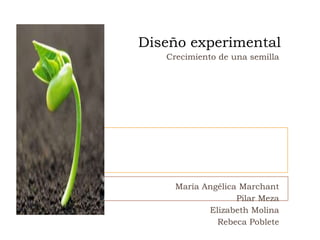 Diseño experimental
   Crecimiento de una semilla




     María Angélica Marchant
                   Pilar Meza
            Elizabeth Molina
              Rebeca Poblete
 