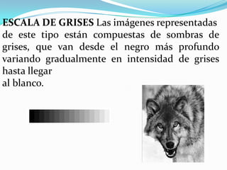 ESCALA DE GRISES Las imágenes representadas
de este tipo están compuestas de sombras de
grises, que van desde el negro más profundo
variando gradualmente en intensidad de grises
hasta llegar
al blanco.
 