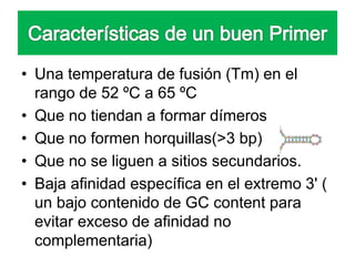 • Una temperatura de fusión (Tm) en el
rango de 52 ºC a 65 ºC
• Que no tiendan a formar dímeros
• Que no formen horquillas(>3 bp)
• Que no se liguen a sitios secundarios.
• Baja afinidad específica en el extremo 3' (
un bajo contenido de GC content para
evitar exceso de afinidad no
complementaria)
 