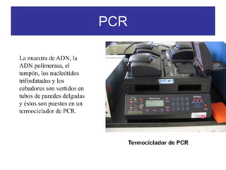 PCR
La muestra de ADN, la
ADN polimerasa, el
tampón, los nucleótidos
trifosfatados y los
cebadores son vertidos en
tubos de paredes delgadas
y éstos son puestos en un
termociclador de PCR.
Termociclador de PCR
 