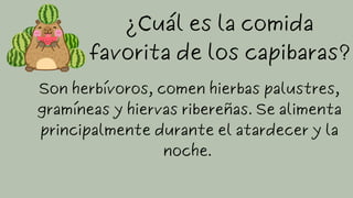 ¿Cuál es la comida
favorita de los capibaras?
Son herbívoros, comen hierbas palustres,
gramíneas y hiervas ribereñas. Se alimenta
principalmente durante el atardecer y la
noche.
 