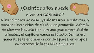 ¿Cuántos años puede
vivir un capibara?
A los 15 meses de edad, ya alcanzaron la pubertad, y
pueden llevar vidas de 10 años en promedio. Además
de siempre llevarla bien con una gran diversidad de
animales, el capibara nunca está solo. De manera
general, se le encuentra con sus pares, en grupos
numerosos de hasta 20 ejemplares.
 