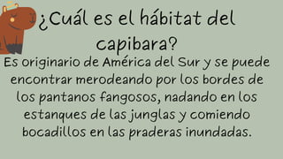 ¿Cuál es el hábitat del
capibara?
Es originario de América del Sur y se puede
encontrar merodeando por los bordes de
los pantanos fangosos, nadando en los
estanques de las junglas y comiendo
bocadillos en las praderas inundadas.
 