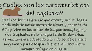 Es el roedor más grande que existe, ya que llega a
medir más de medio metro de altura y pesar hasta
65 kg. Vive en las orillas de los pantanos, lagos y
ríos tropicales de buena parte de Sudamérica.
Perfectamente adaptado a la vida acuática, nada
muy bien y para escapar de sus enemigos busca
siempre refugio en el agua.
¿Cuáles son las características
del capibara?
 