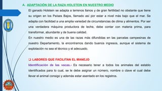 A. ADAPTACIÓN DE LA RAZA HOLSTEIN EN NUESTRO MEDIO
El ganado Holstein se adapta a terrenos llanos y de gran fertilidad no obstante que tiene
su origen en los Países Bajos, llamado así por estar a nivel más bajo que el mar. Se
adapta con facilidad a una amplia variedad de circunstancias de clima y alimentos. Por ser
una verdadera máquina productora de leche, debe contar con materia prima, para
transformar, abundante y de buena calidad.
En nuestro medio es una de las razas más difundidas en las parcelas campesinas de
nuestro Departamento, la encontramos dando buenos ingresos, aunque el sistema de
explotación no sea el técnico y el adecuado.
 LABORES QUE FACILITAN EL MANEJO
Identificación de las vacas.- Es necesario tener a todos los animales del establo
identificados para lo cual, se le debe asignar un número, nombre o clave el cual debe
llevar el animal consigo y además estar asentado en los registros.
 