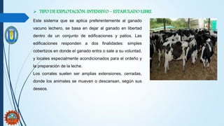 Este sistema que se aplica preferentemente al ganado
vacuno lechero, se basa en dejar al ganado en libertad
dentro de un conjunto de edificaciones y patios. Las
edificaciones responden a dos finalidades: simples
cobertizos en donde el ganado entra o sale a su voluntad,
y locales especialmente acondicionados para el ordeño y
la preparación de la leche.
Los corrales suelen ser amplias extensiones, cerradas,
donde los animales se mueven o descansan, según sus
deseos.
 TIPO DE EXPLOTACIÓN: INTENSIVO – ESTABULADO LIBRE
 