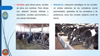  Corrales: para climas secos, corrales
de tierra con sombras. Para climas
con estación lluviosa definida y
abundante, corrales pavimentados y
con camas individuales.
 Bebederos: colocación estratégica en los corrales,
en ambos extremos de los comederos (corral
pavimentado), apartados de los comederos y de
preferencia, entre dos corrales (sistema corral de
tierra).
 