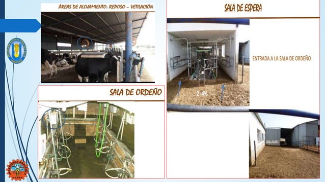 Diseño establo para vacunos | PPTX | Agriculture | Industries