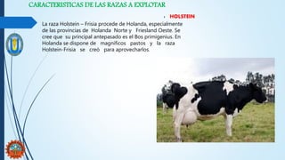 CARACTERISTICAS DE LAS RAZAS A EXPLOTAR
: HOLSTEIN
La raza Holstein – Frisia procede de Holanda, especialmente
de las provincias de Holanda Norte y Friesland Oeste. Se
cree que su principal antepasado es el Bos primigenius. En
Holanda se dispone de magníficos pastos y la raza
Holstein-Frisia se creó para aprovecharlos.
 