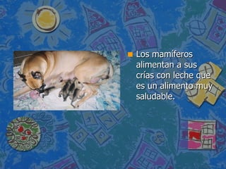 Los mamíferos alimentan a sus crías con leche que es un alimento muy saludable. 