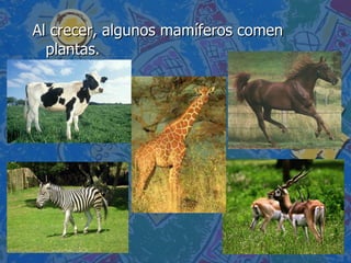 Al crecer, algunos mamíferos comen plantas. 
