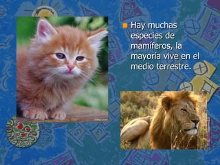 Hay muchas especies de mamíferos, la mayoría vive en el medio terrestre. 