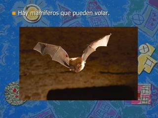 Hay mamíferos que pueden volar. 