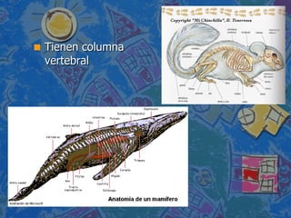 Tienen columna vertebral 