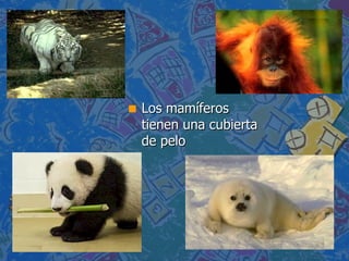 Los mamíferos tienen una cubierta de pelo 