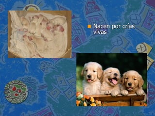 Nacen por crías vivas 